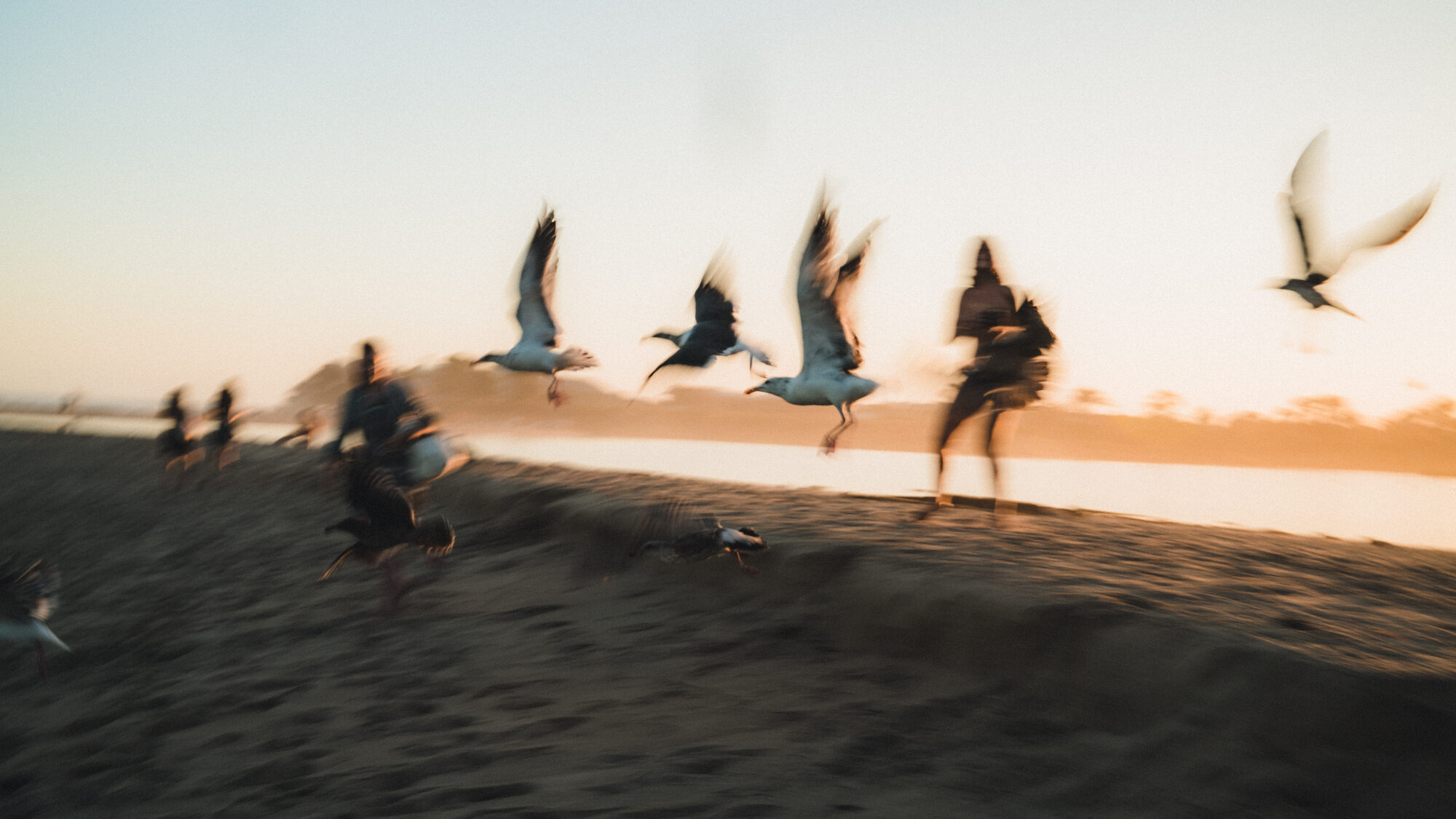 Seabirds lifting from the sand in a motion blur